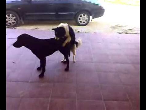 perros cojiendo con mujeres|Su perro la penetra por el culo y ella enloquece de placer